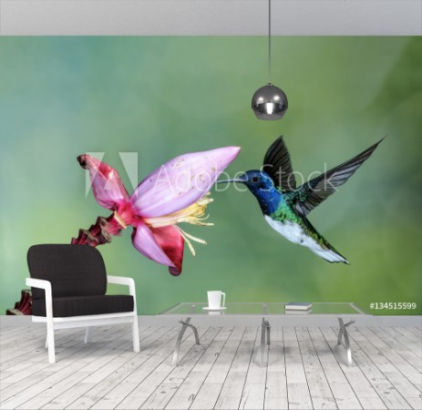 Picture of White-necked Jacobin Hummingbird and flower